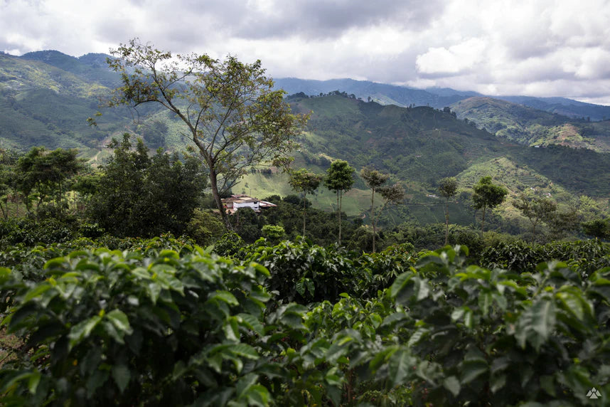 Kosciuszko Summit -  Altitude Grown Coffee Beans